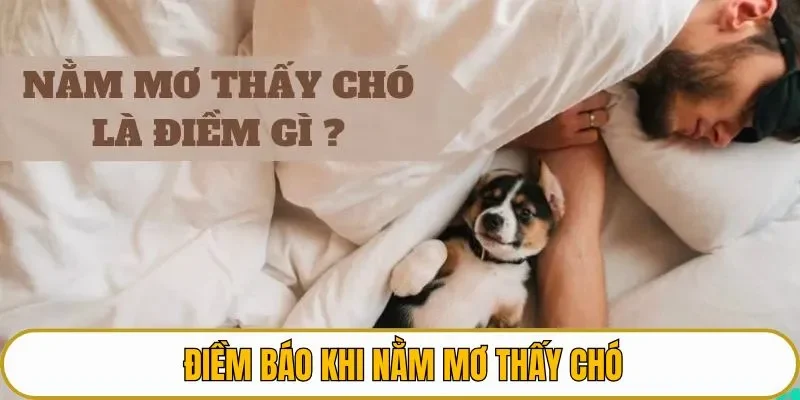 Điềm báo khi nằm mơ thấy chó