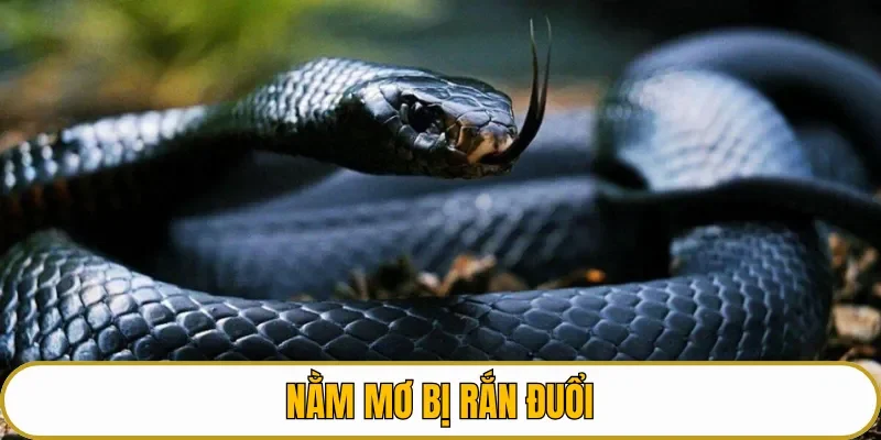 Mơ thấy rắn đuổi