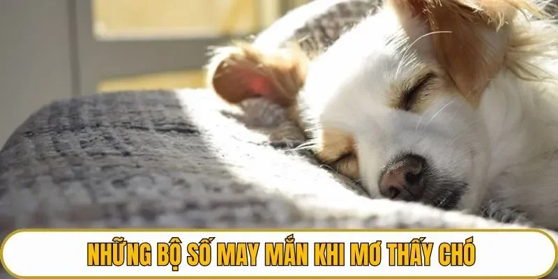 Tổng hợp những bộ số may mắn khi mơ thấy chó