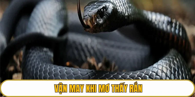 Vận may khi mơ thấy rắn